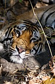 Bengal tiger (Panthera tigris)