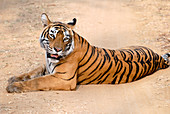 Bengal tigress resting