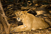 Female Asiatic lion