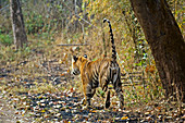 Royal bengal tiger