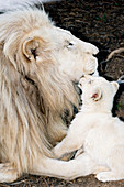 Male white lion and cub