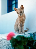 Greek domestic kitten