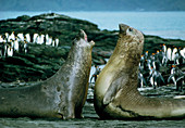 Southern elephant seals