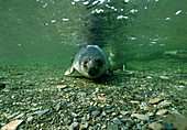 Southern elephant seal pup