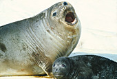 Southern elephant seals