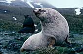 Male blonde fur seal