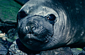 Female southern elephant seal