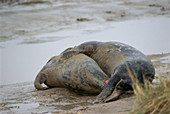 Grey seals mating