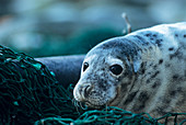 Juvenile grey seal