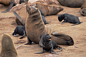 Cape Cross seal pups