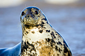 Grey seal