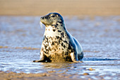 Grey seal