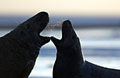 Grey seal aggression