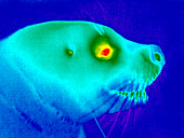 Seal,thermogram