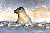 Grey seal juvenile
