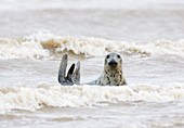 Female grey seal in surf