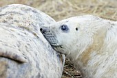 Grey seal pup suckling