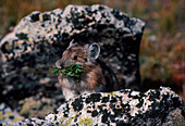 View of a juvenile pika (Ochotona sp.) on a rock