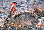 Scrub hare