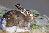 Mountain hare