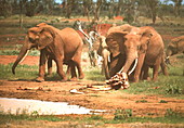Elephants with bones