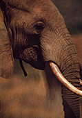 African elephant