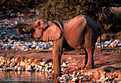 Elephant drinking