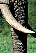 African elephant tusk