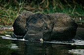 Wading elephant