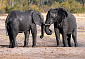 Elephants covered in mud