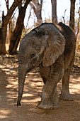 Abandoned baby elephant