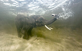 African elephant swimming