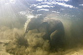 African elephant swimming