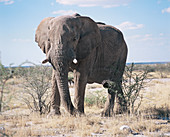 African bush elephant