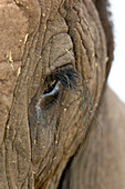 African elephant's eye