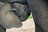 Suckling juvenile African elephant