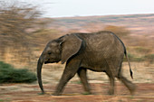 African elephant