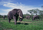 Male African elephants