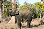Asian elephant dust bathing