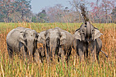 Wild Asian elephants