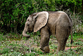 African elephant calf