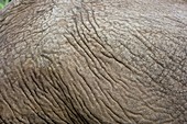 Elephant skin