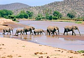 African elephant herd crossing a river