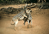 Fighting zebras