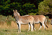 Quagga-like zebras