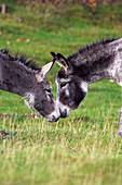 Donkeys touching noses