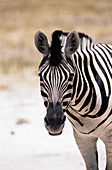 Burchell's zebra