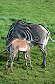 Zebra foal suckling