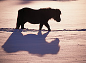 Pony walking through snow