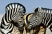 Burchell's zebras